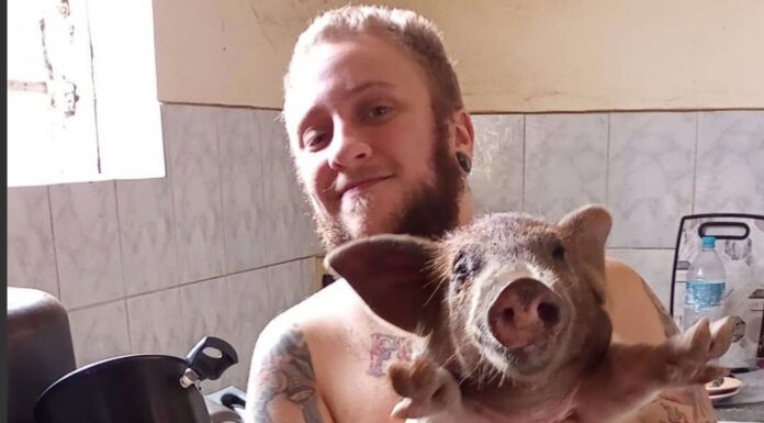 Porco foi resgatado no Rio de Janeiro