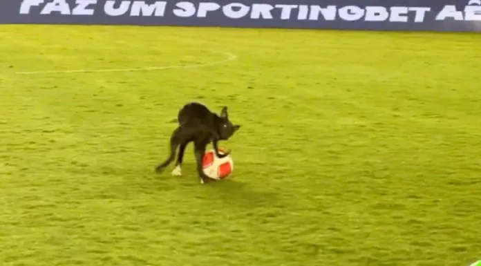 Cachorro invade arena Barueri e brinca com jogadores do Palmeiras